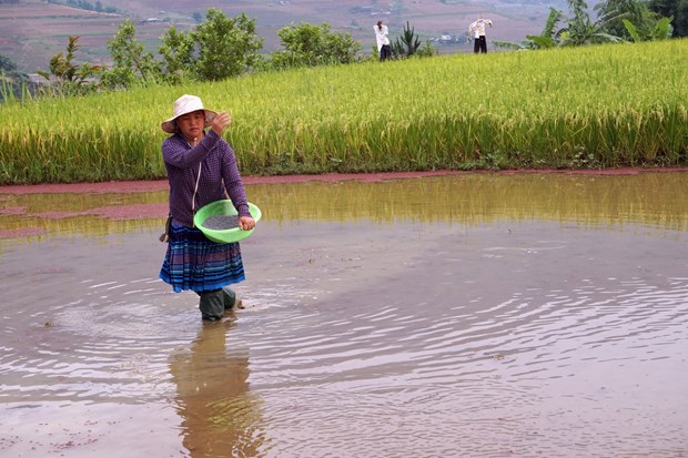 Mua nuoc do o Tay Bac hinh anh 9