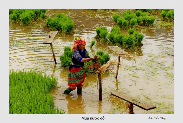 Mua nuoc do o Tay Bac hinh anh 13