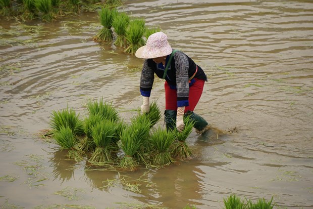 Mua nuoc do o Tay Bac hinh anh 14